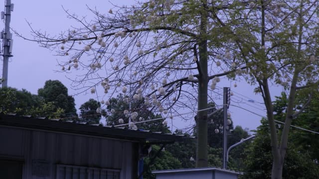 木棉